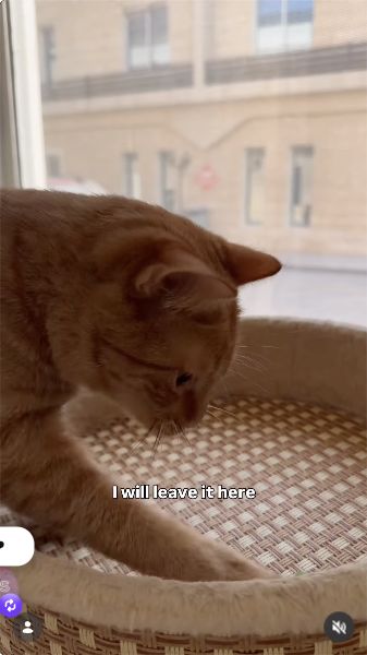 A frame from explo.rita's video sharing Velvet Paws essentials for her cats.