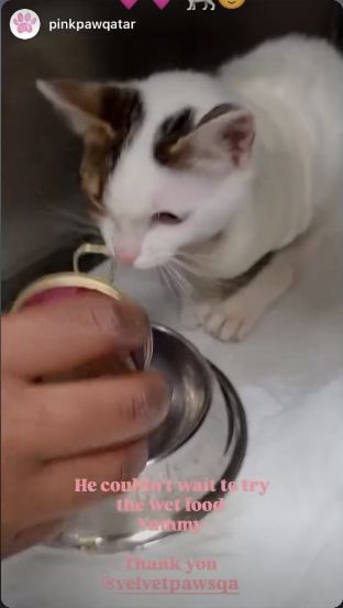A cat tries Velvet Paws wet food in a thank-you story shared by pinkpawqatar in the Donations highlight.