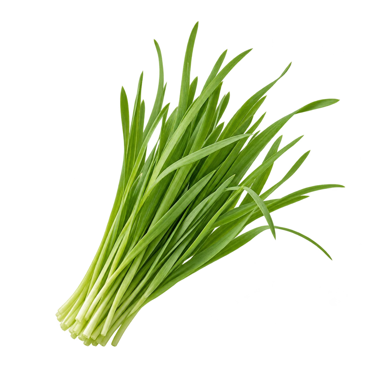 Green catgrass blades, an ingredient in Velvet Bites Catgrass.